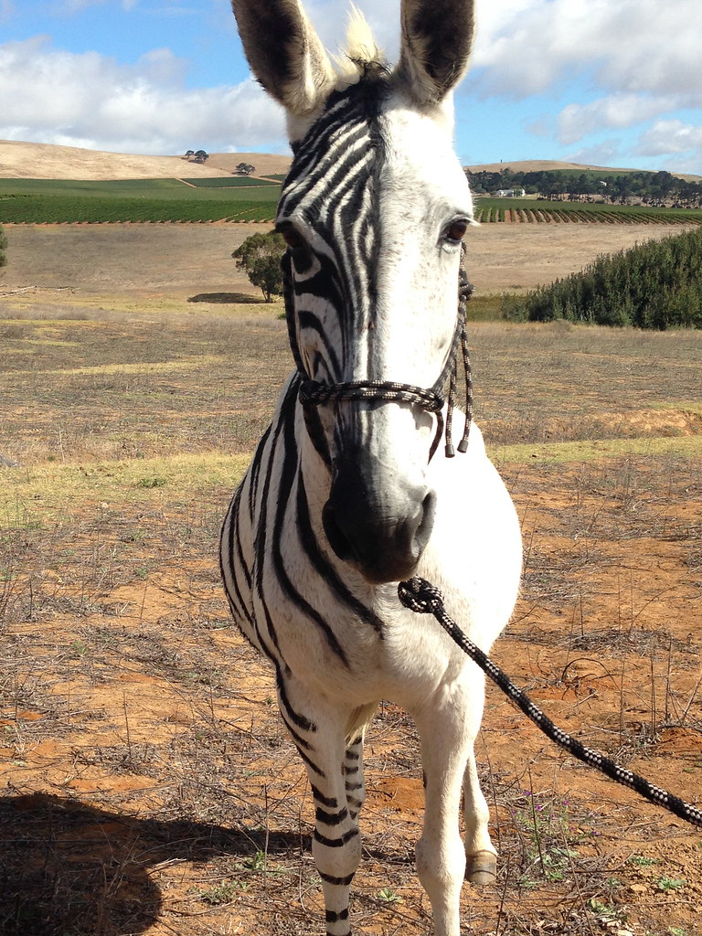 Mule becomes part zebra via airbrush and vegetable dyes