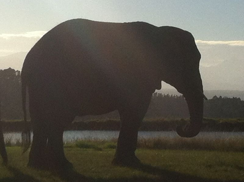 ManHunt series elephant park